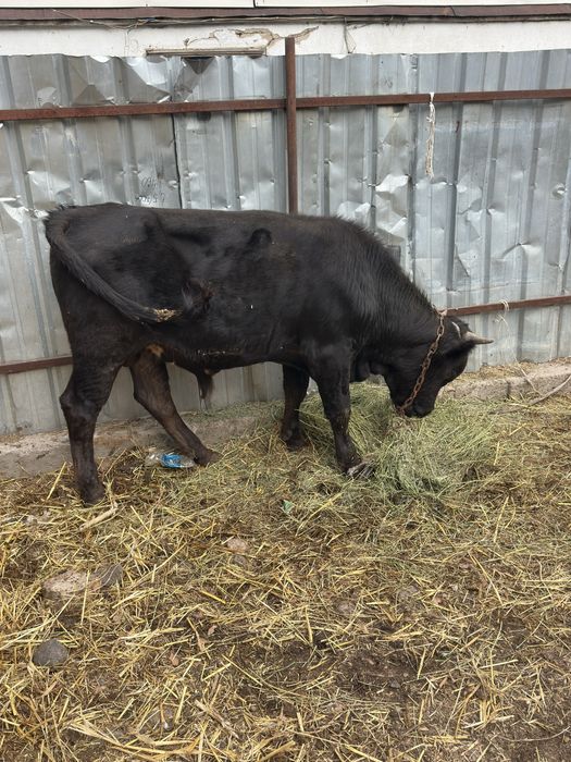 Вынужденый забой