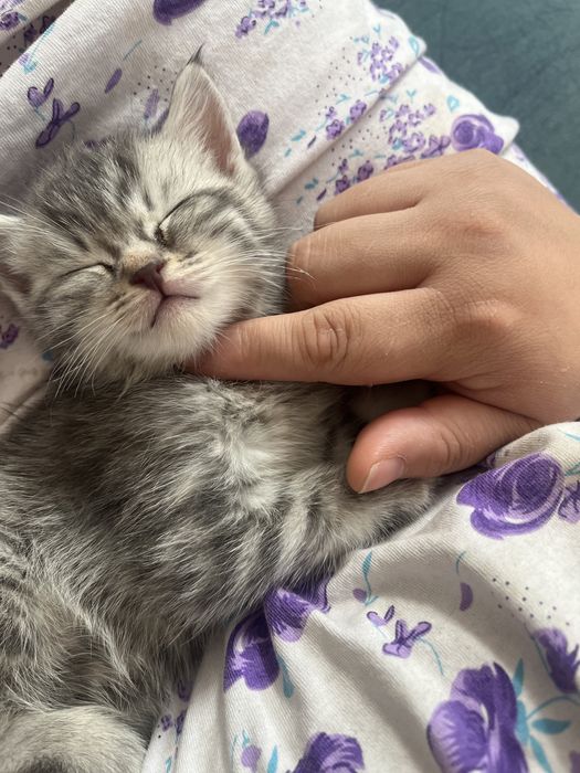 Кошка шотландская