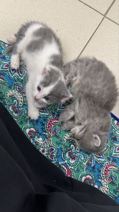Отдам котят в добрые руки