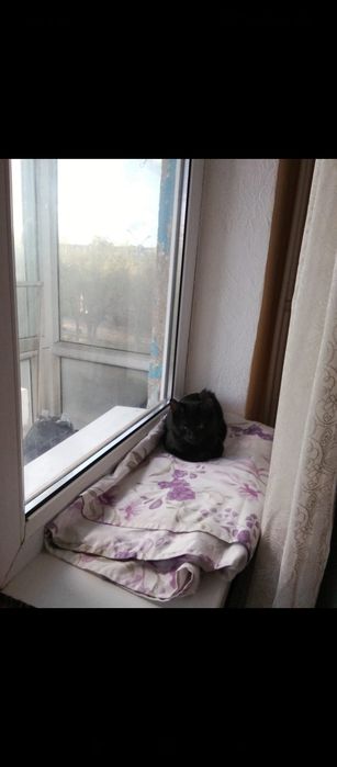 Отдам кота в добрые руки