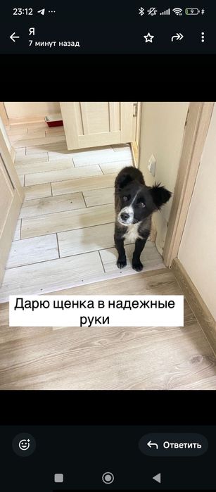 Дарю щенка в добрые руки