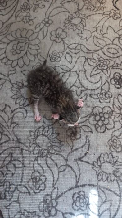 Отдам котят в добрые руки