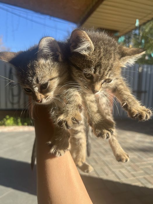 отдам котят в добрые руки