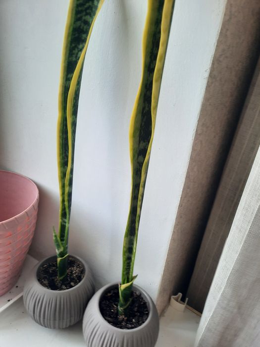 Цветы домашнии большие