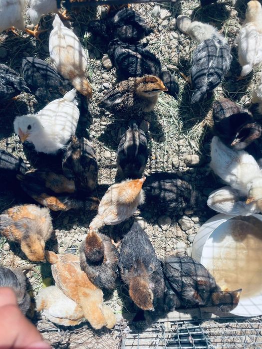 Балапандар сатылымда