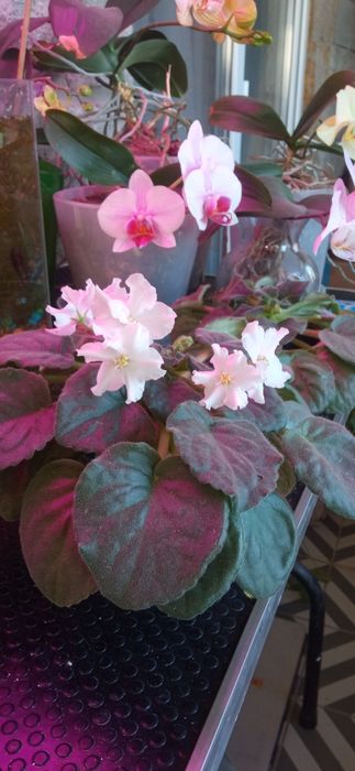 Продам или поменяю