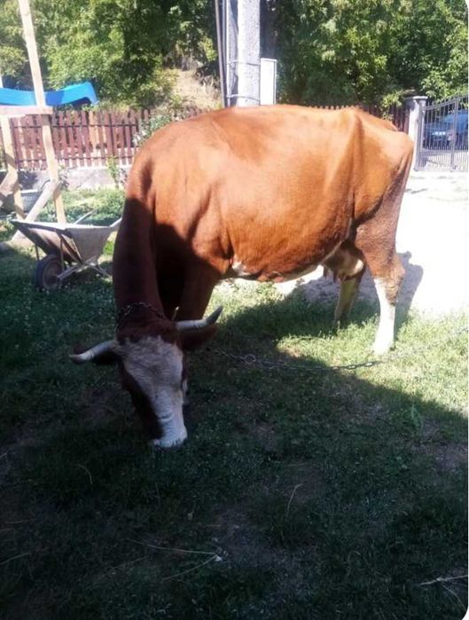 De vanzare vaca cu lapte gestanta in 6 luni,aproximativ 10 ani
