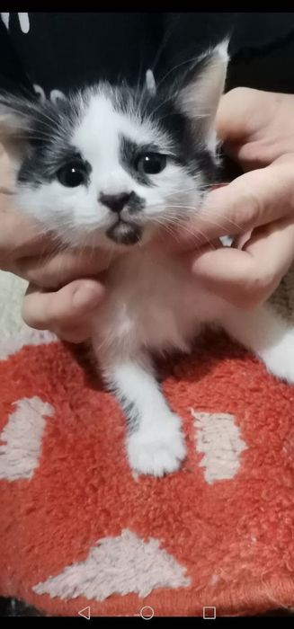 Котята домашние маленькие
