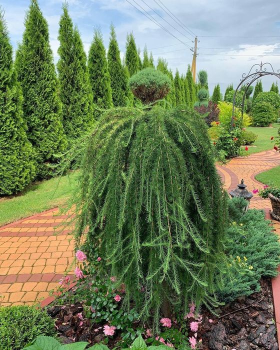 Larix Plângător.