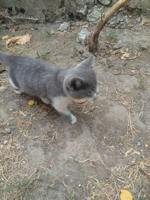 Котята бесплатно