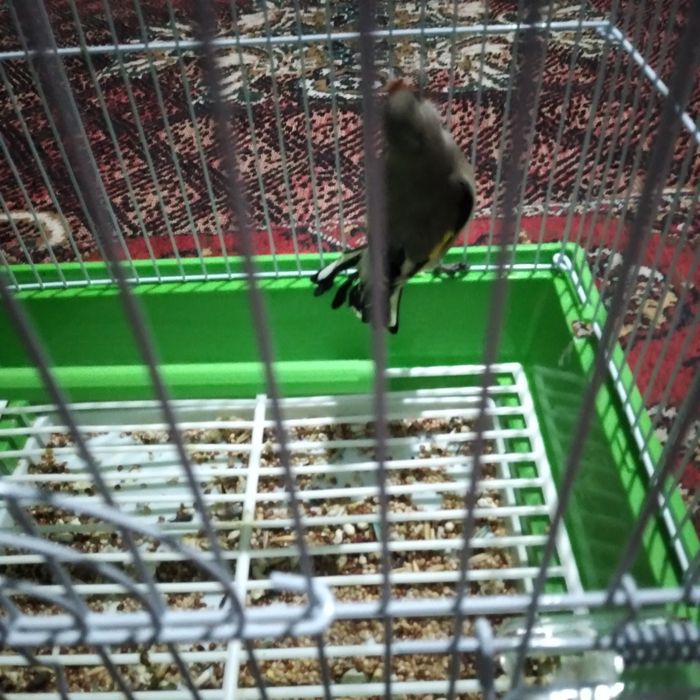 Сайроки сава куш сотилади