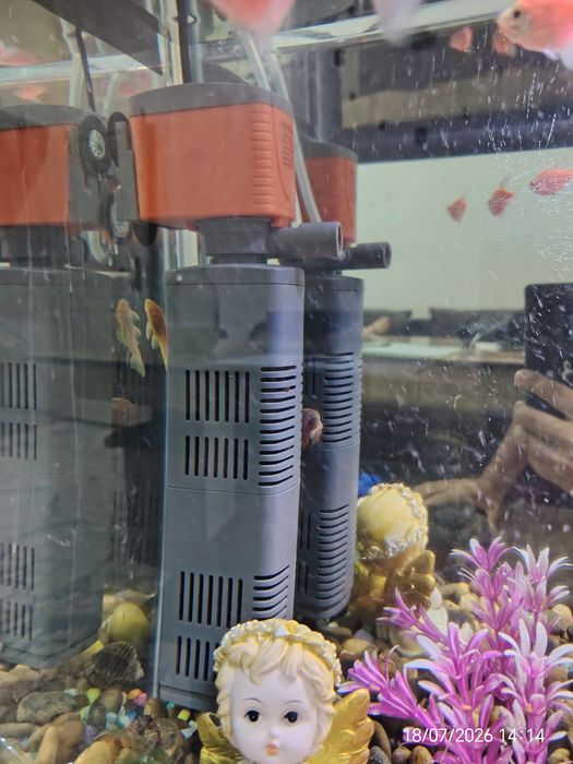 Akvarium baliqlari bilan (Аквариум) 65*45*30