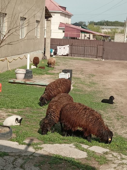 Қозылы қой сатылады