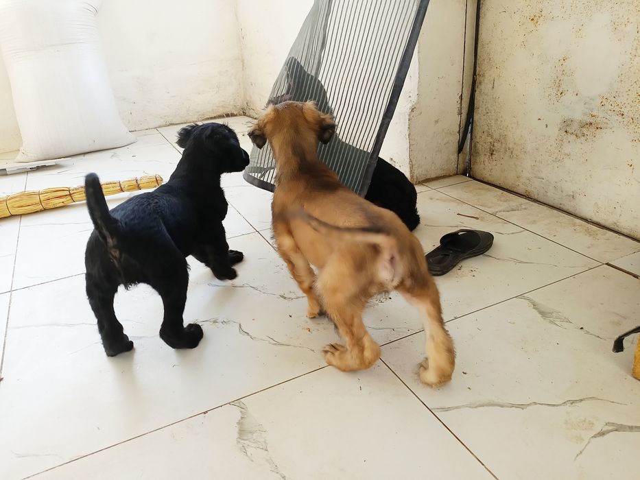 Шеньки Қырғыз Тайған