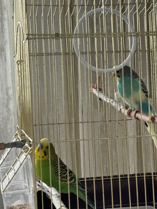 Волнистые попугаи