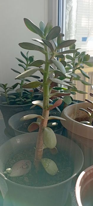 Продам денежное дерево