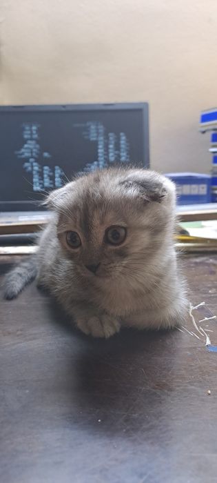 Skottish fold 2 oylik