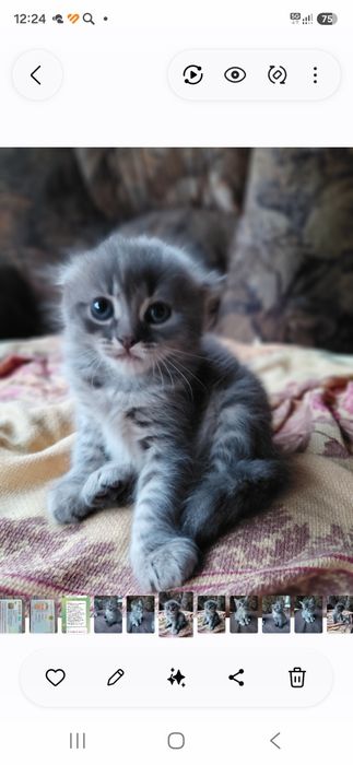 Отдам котят в добрые руки