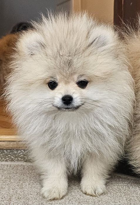 Pui mascul Pomeranian cu pedigree FCI