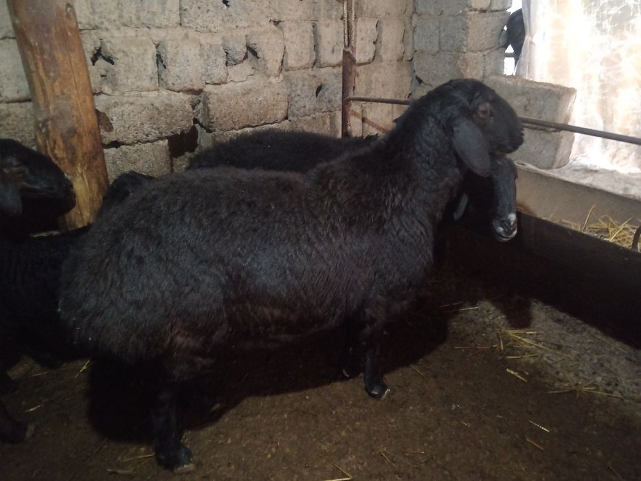 Nasldor sogliq bogoz qoy ургочи богоз