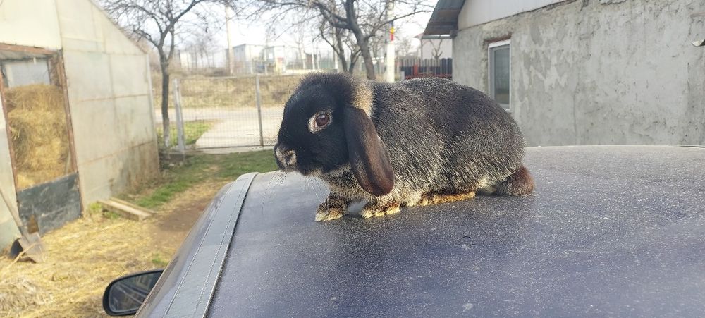 Iepurași drăgălași