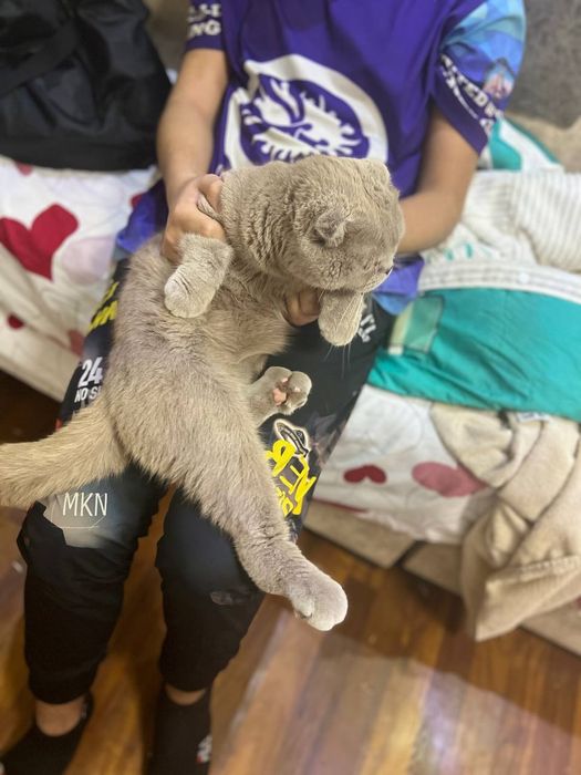 Skotish fold Mushugi Britanskiy