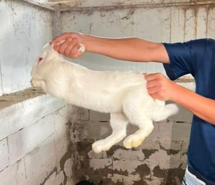 Продажа кроликов