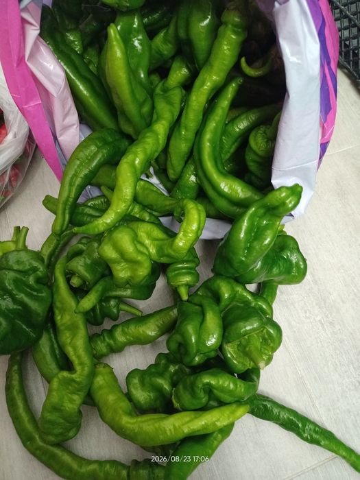 Продам перец горький