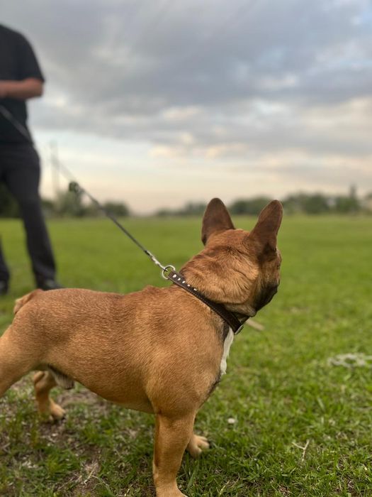 Вязка французский бульдог