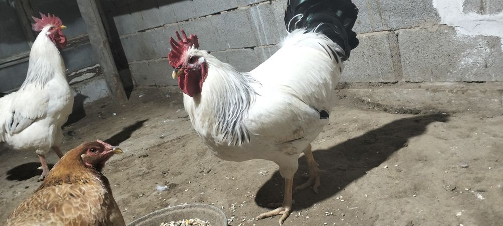 Адлер қораз сатам таза