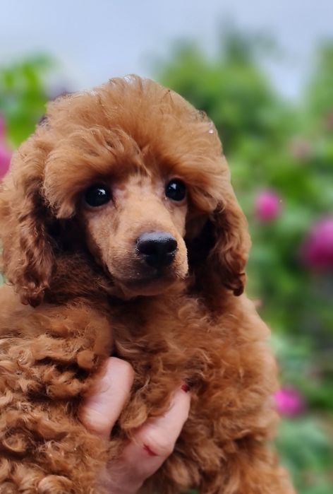 Poodle miniature/toy FCI