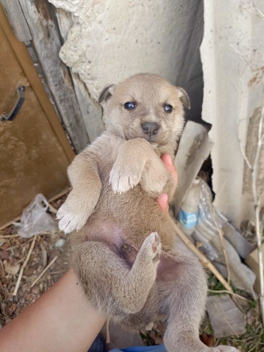 Срочно отдам щенят