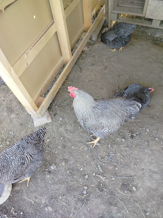 Ouă de vânzare Austrolop, și Plymouth