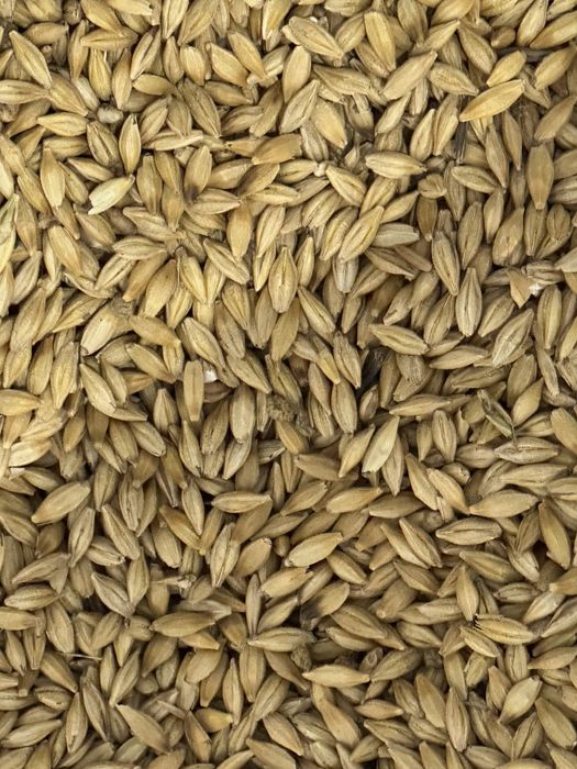 Продам семеной ячмень семена экспарсета