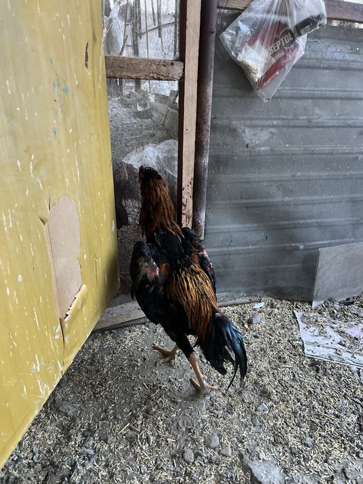 Продам бойцового петуха