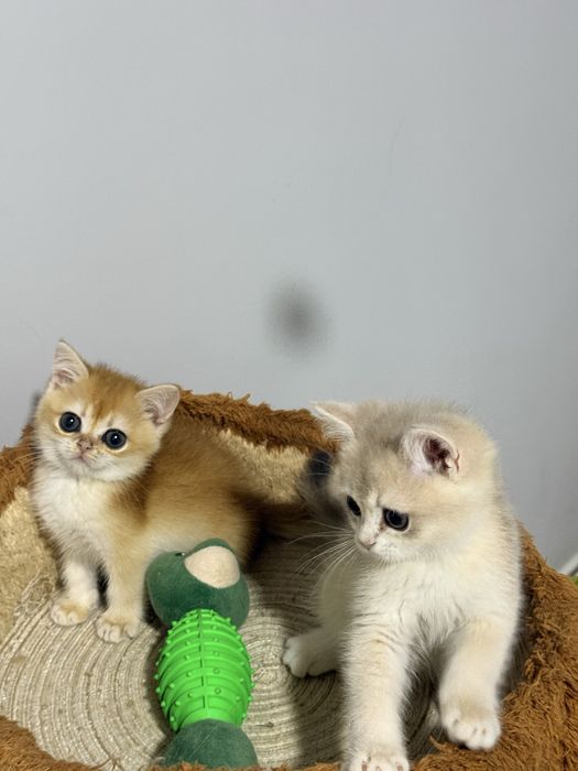 На продаже шикарный котята