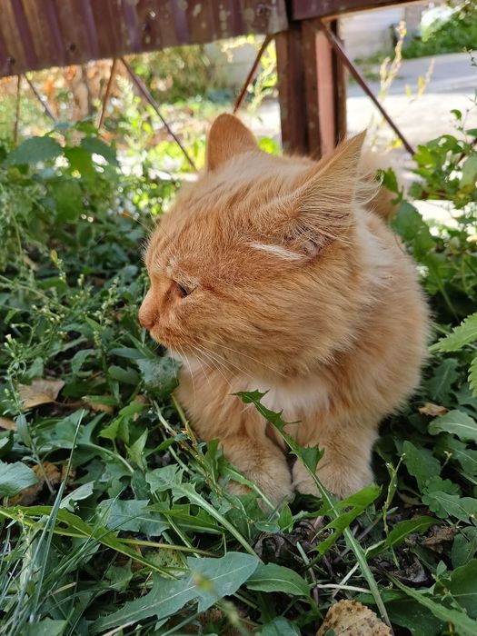 Молодой кот в добрые руки