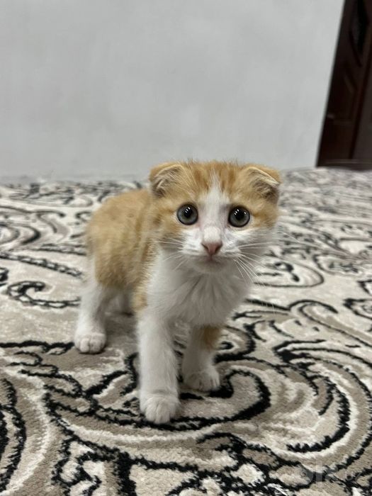 Sotiladi aqilli mushu onasi toza qon