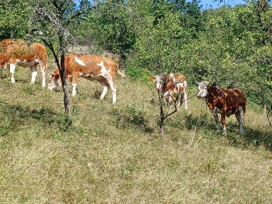Vând juninci gestante din mame cu origine