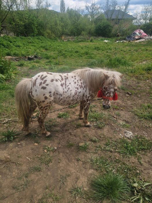 Vând poneita gata genstanta