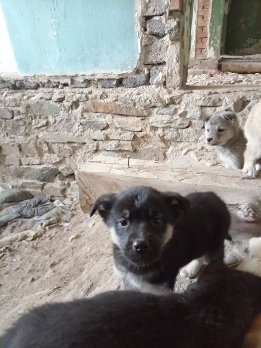 Отдам Щенят 2 месяца