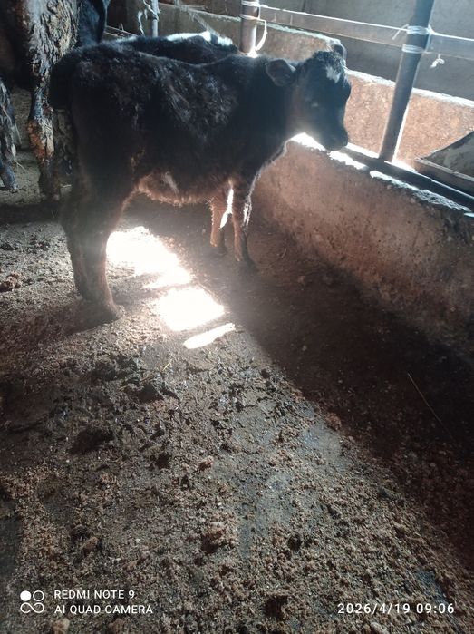 Бузаулар 2 еркек 2 ургашы