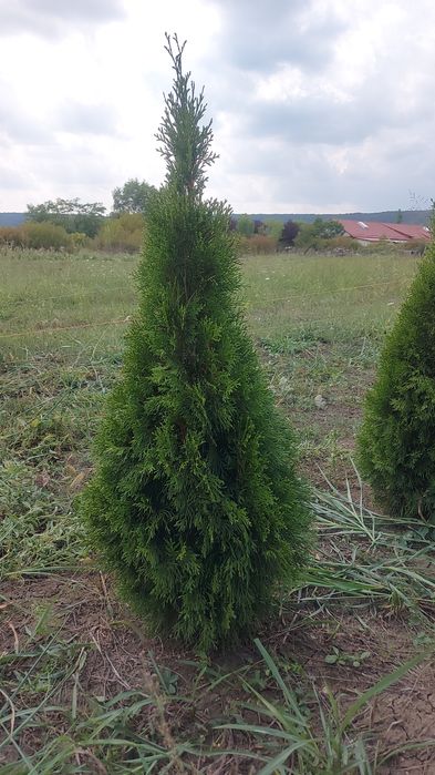 Tuia Smaragd de la producător , gard viu
