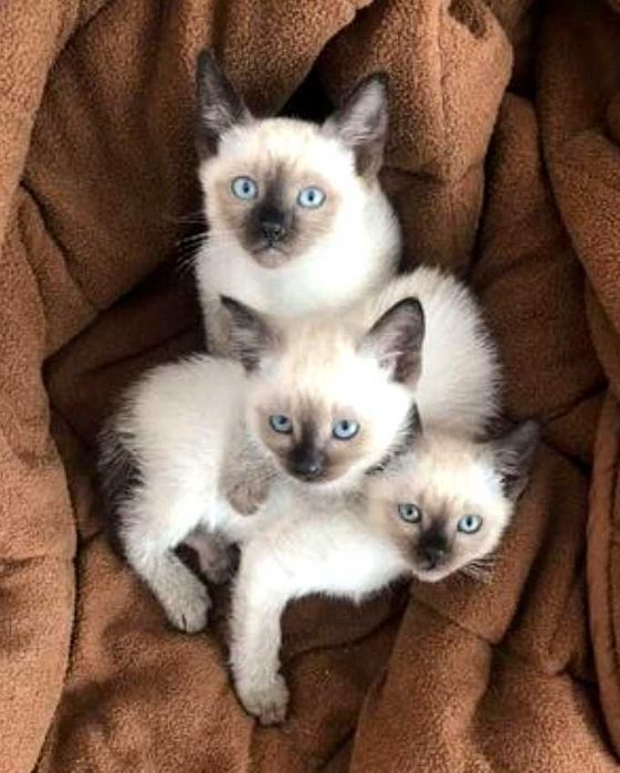 Сиамские котята, 2 месячные