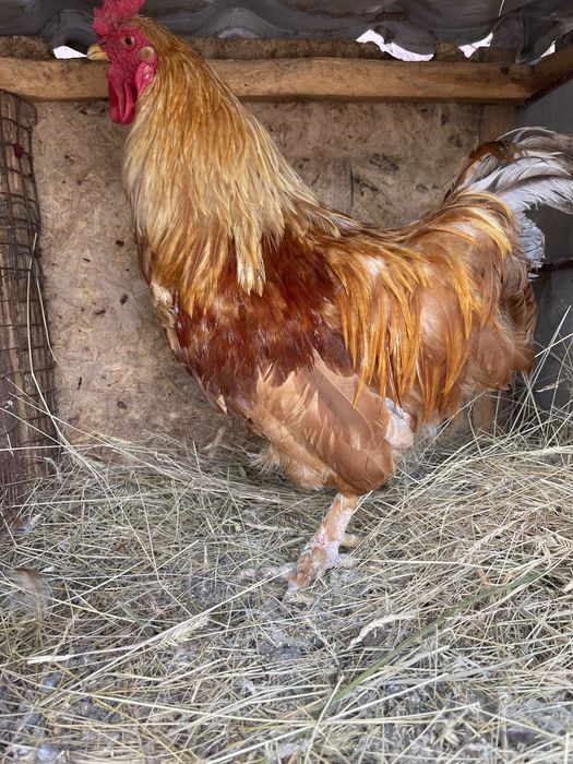 Продам красивых рабочих Петухов
