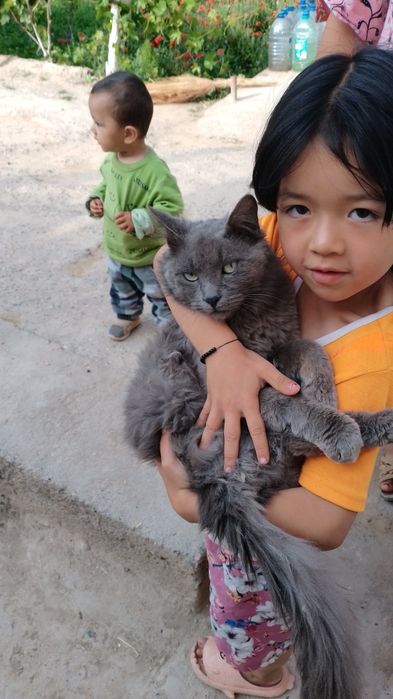 Mushuk  sotiladi rangi kulrang tusga ega bu