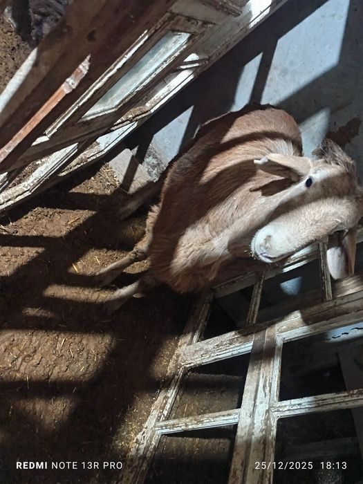 Hisori quzi qo'chqorlar.