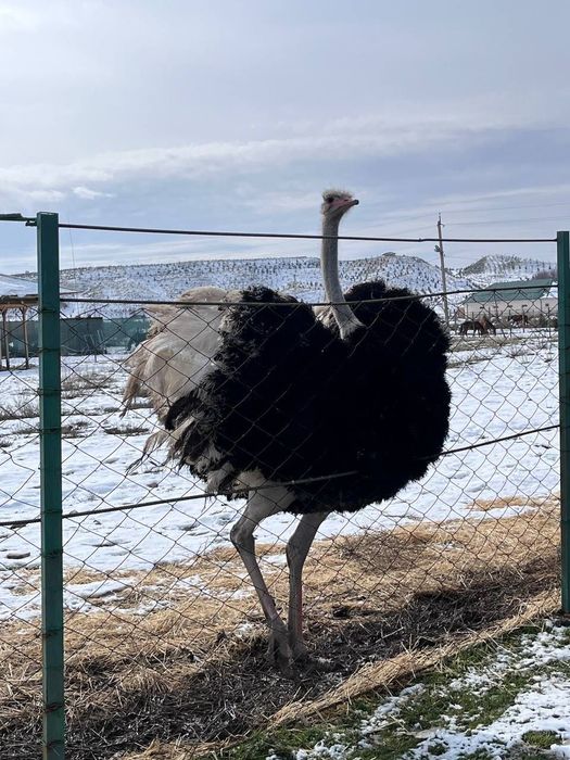 Продажа Пары Африканских Страусов