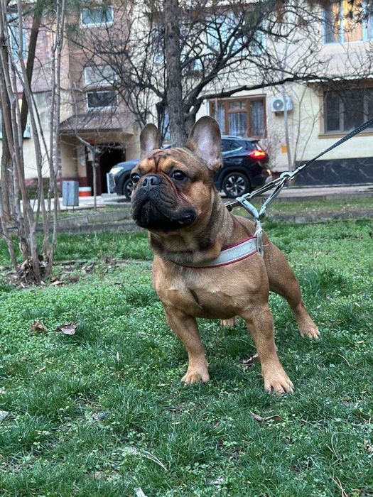 Французскому бульдогу по кличке Бальтазар нужна подруга для вязки