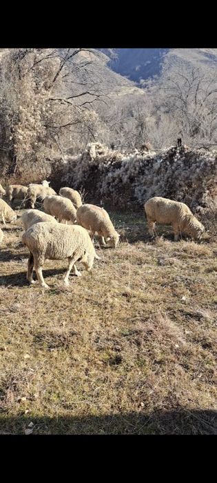 Бараны , койлар .